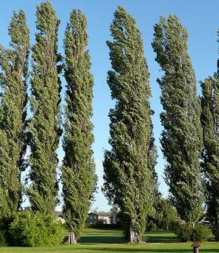 Arbre1.JPG