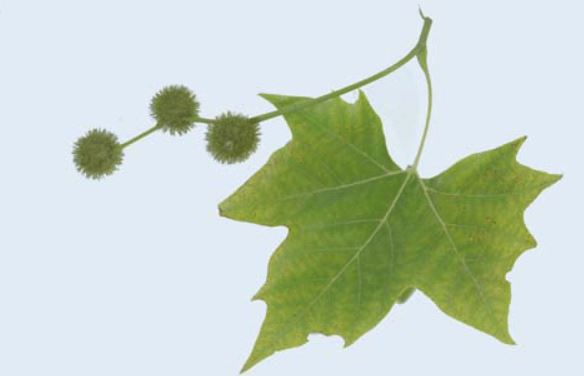 Arbre3.JPG