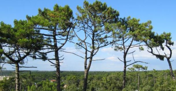 Arbre6.JPG