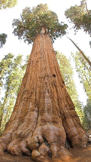 Arbre7.JPG