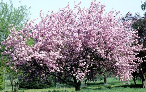 Arbre9.JPG