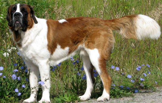 chien1.jpg