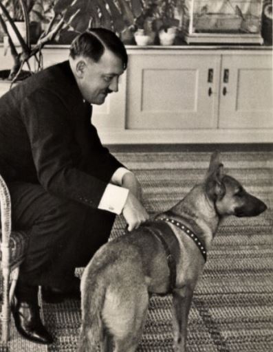 chien2.jpg