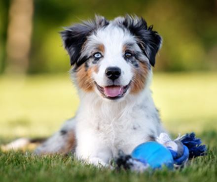 chien3.jpg