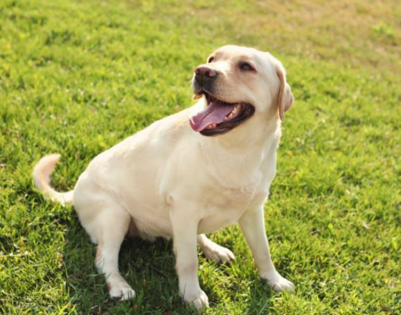 chien6.jpg