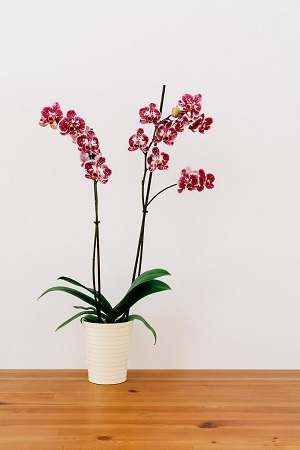 Fleur6.JPG