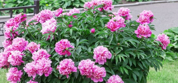Fleur7.JPG