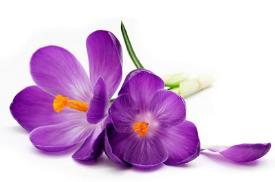 fleurLang5.jpg