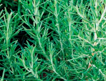 herbe1.jpg