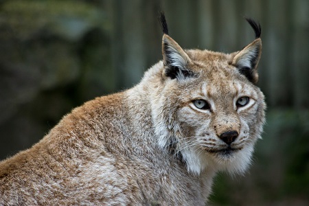 qcmLynx.jpg