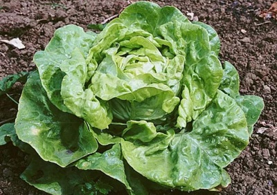 salade5.jpg